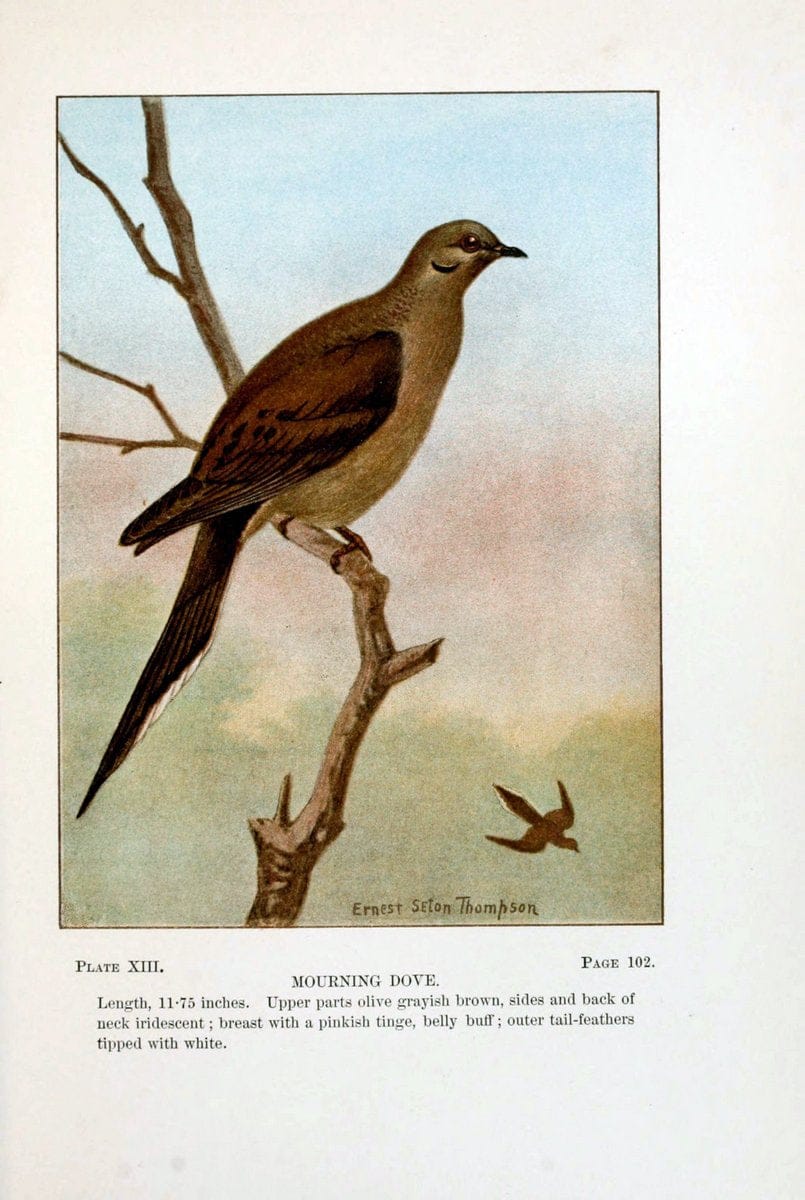 Bird-life : a guide to the study of our common birdsNew York :Appleton,1900. | Birds "Pictorial works" "United States" American Museum Natural History Library | Vintage Print Reproduction 462161