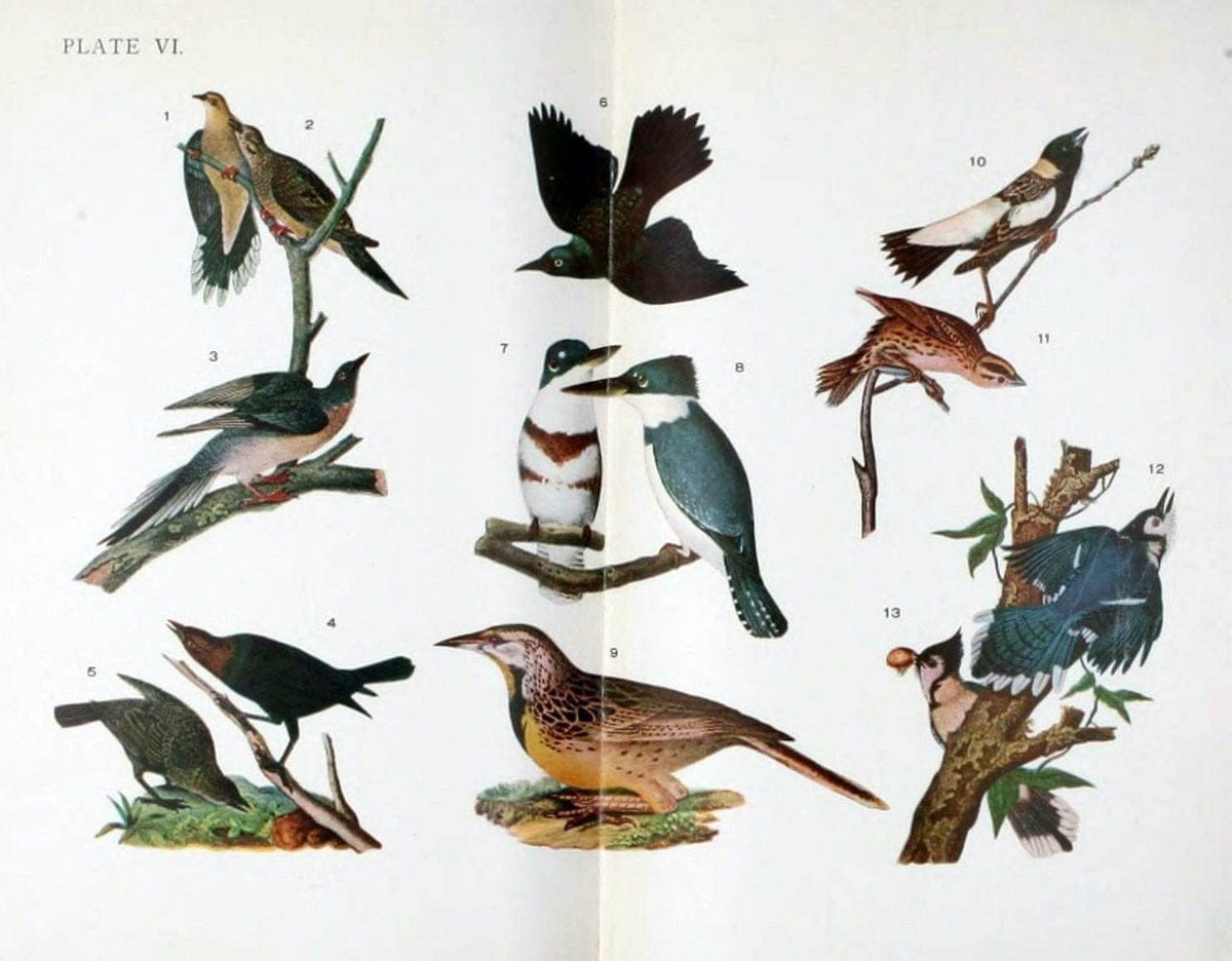 Birdcraft :.New York :Macmillan,1895.. |  | Vintage Print Reproduction 462170