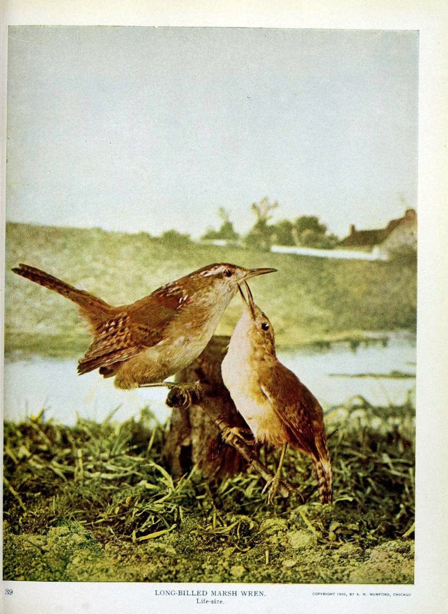 Birds and nature in natural colors :.Chicago :A.W. Mumford, Publisher,1913-1914.. |  | Vintage Print Reproduction 462269