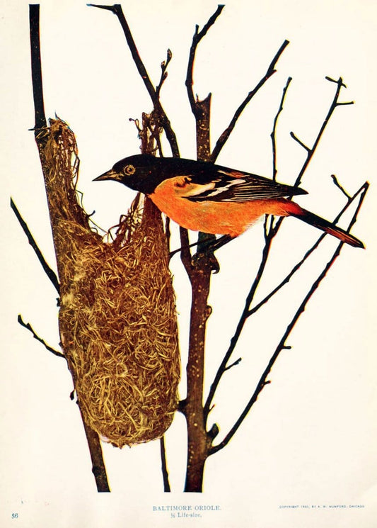 Birds and nature in natural colors. v.1.Chicago :A.W. Mumford, Publisher,1913-1914. | Birds "North America"  | Vintage Print Reproduction 462304