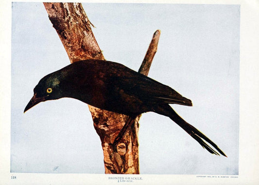 Birds and nature in natural colors. v.1.Chicago :A.W. Mumford, Publisher,1913-1914. | Birds "North America"  | Vintage Print Reproduction 462315