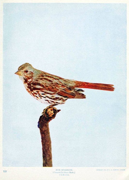 Birds and nature in natural colors. v.1.Chicago :A.W. Mumford, Publisher,1913-1914. | Birds "North America"  | Vintage Print Reproduction 462316