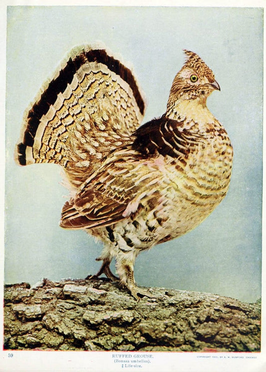 Birds and nature in natural colors. v.1.Chicago :A.W. Mumford, Publisher,1913-1914. | Birds "North America"  | Vintage Print Reproduction 462317