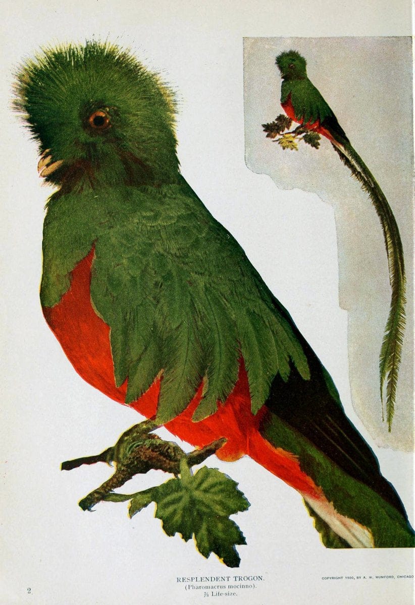 Birds and nature..Chicago, Ill. :A.W. Mumford, Publisher,1900-1907.. |  | Vintage Print Reproduction 462331