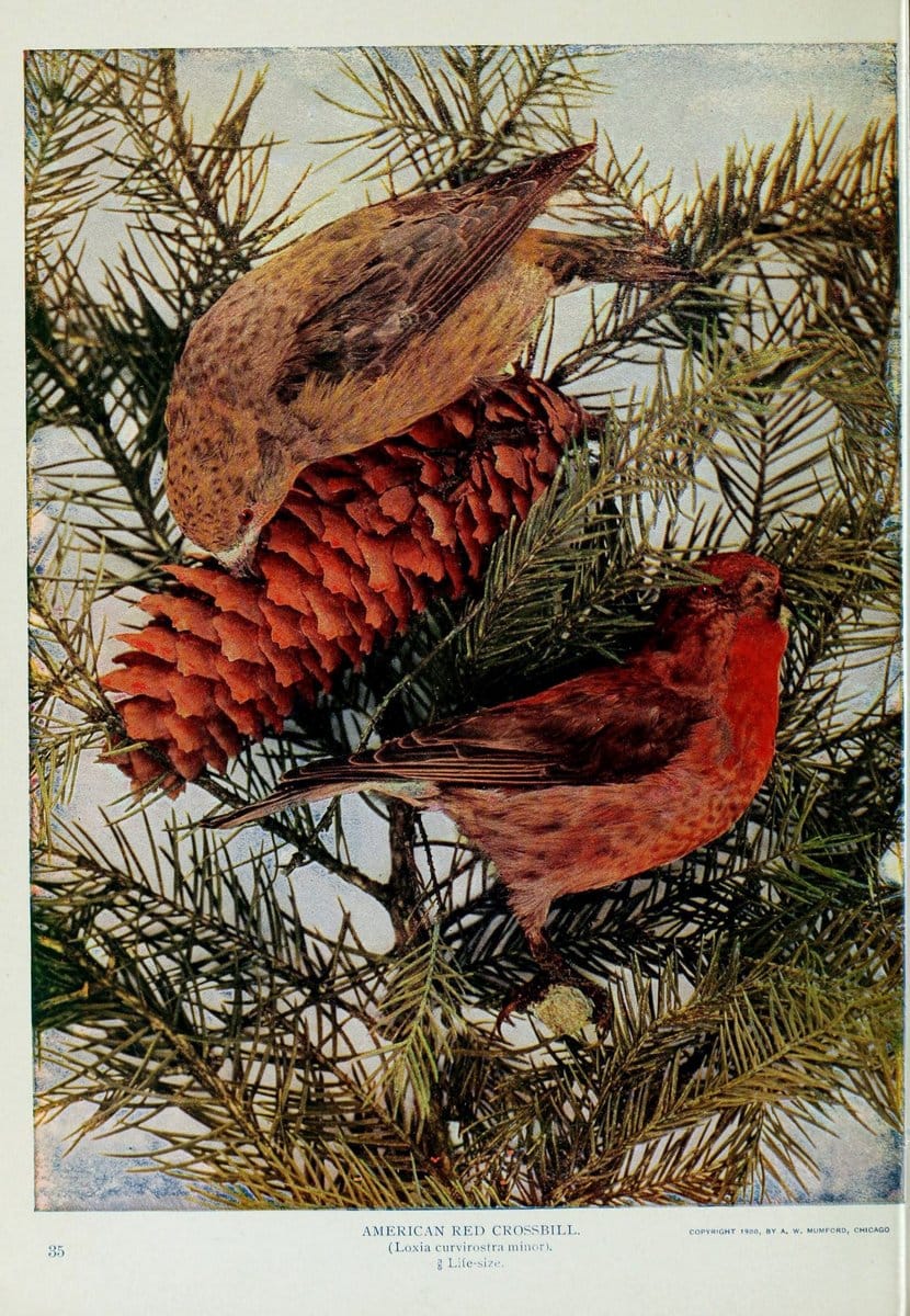 Birds and nature..Chicago, Ill. :A.W. Mumford, Publisher,1900-1907.. |  | Vintage Print Reproduction 462332