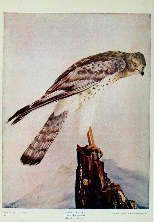 Birds and nature..Chicago, Ill. :A.W. Mumford, Publisher,1900-1907.. |  | Vintage Print Reproduction 462334