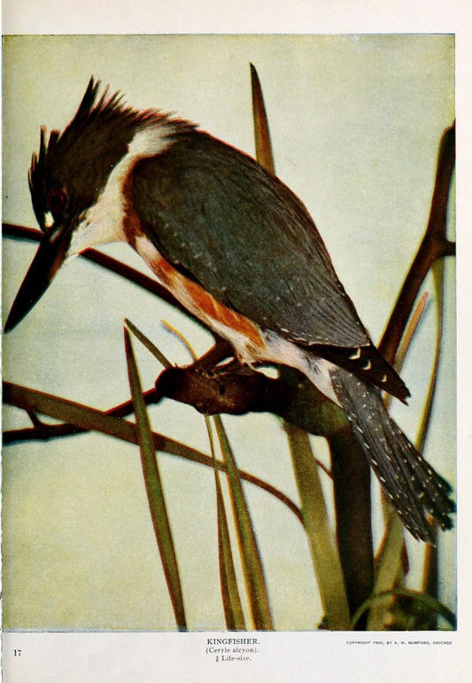 Birds and nature..Chicago, Ill. :A.W. Mumford, Publisher,1900-1907.. |  | Vintage Print Reproduction 462345