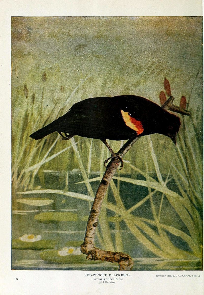 Birds and nature..Chicago, Ill. :A.W. Mumford, Publisher,1900-1907.. |  | Vintage Print Reproduction 462348