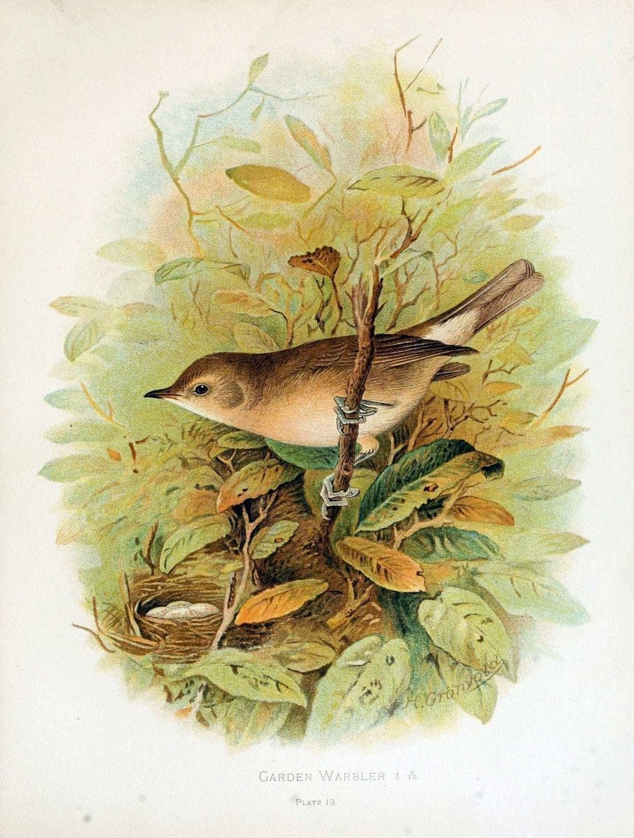 Dragable Image