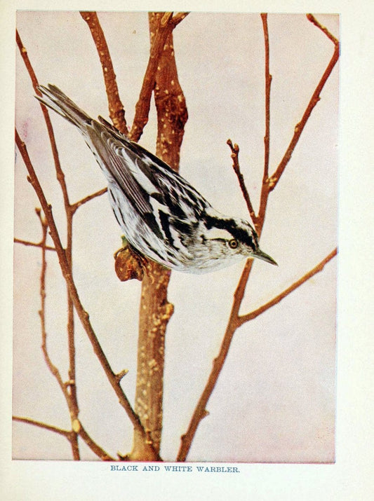Birds of lakeside and prairieChicago,A.W. Mumford[1901] | Birds "United States" SIL | Vintage Print Reproduction 462714