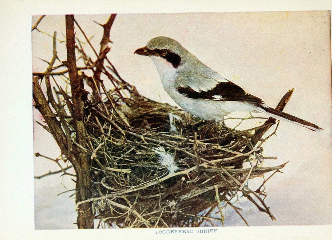 Birds of lakeside and prairieChicago,A.W. Mumford[1901] | Birds "United States" SIL | Vintage Print Reproduction 462716