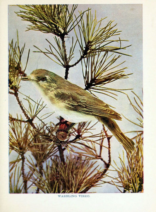 Birds of lakeside and prairieChicago,A.W. Mumford[1901] | Birds "United States" SIL | Vintage Print Reproduction 462718