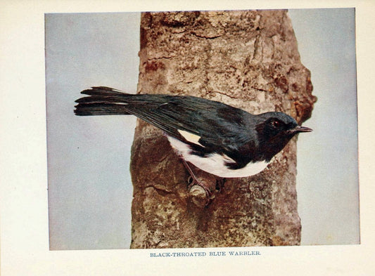Birds of lakeside and prairieChicago,A.W. Mumford[1901] | Birds "United States" SIL | Vintage Print Reproduction 462721