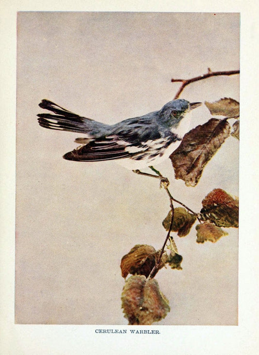 Birds of lakeside and prairieChicago,A.W. Mumford[1901] | Birds "United States" SIL | Vintage Print Reproduction 462723