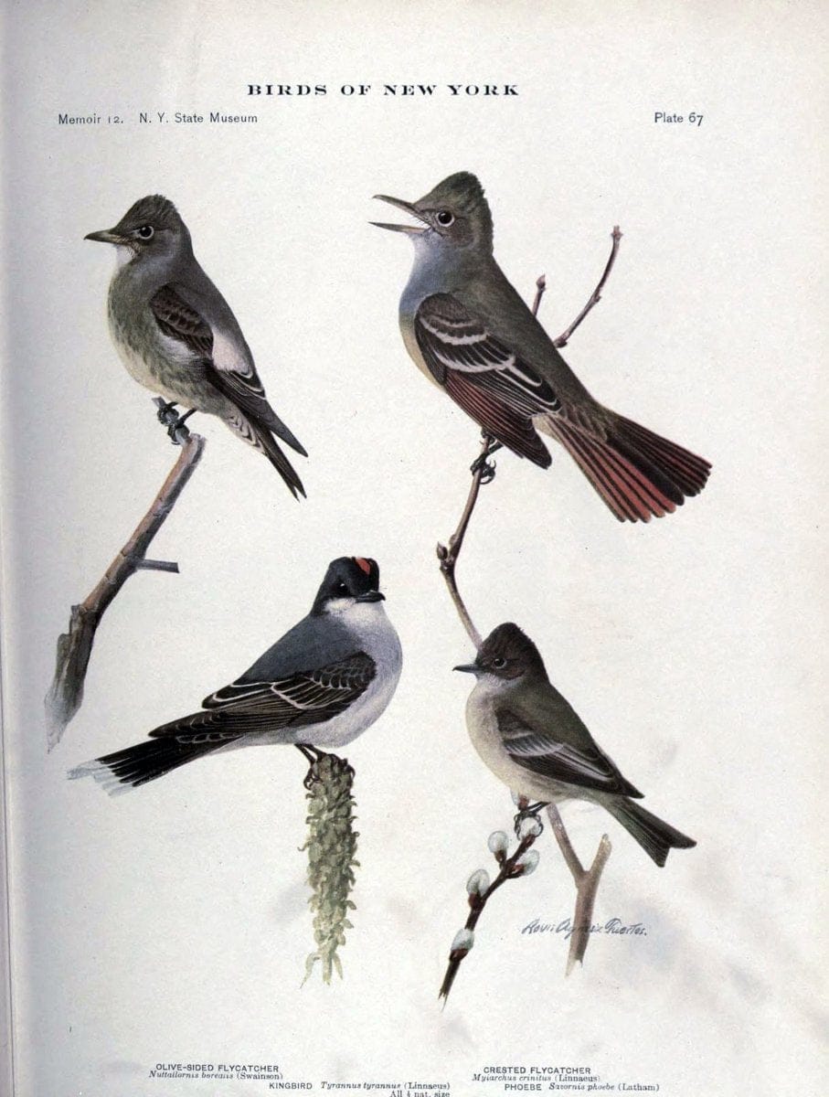 Birds of New York /.Albany :University of the State of New York,1910-1914.. |  | Vintage Print Reproduction 462754