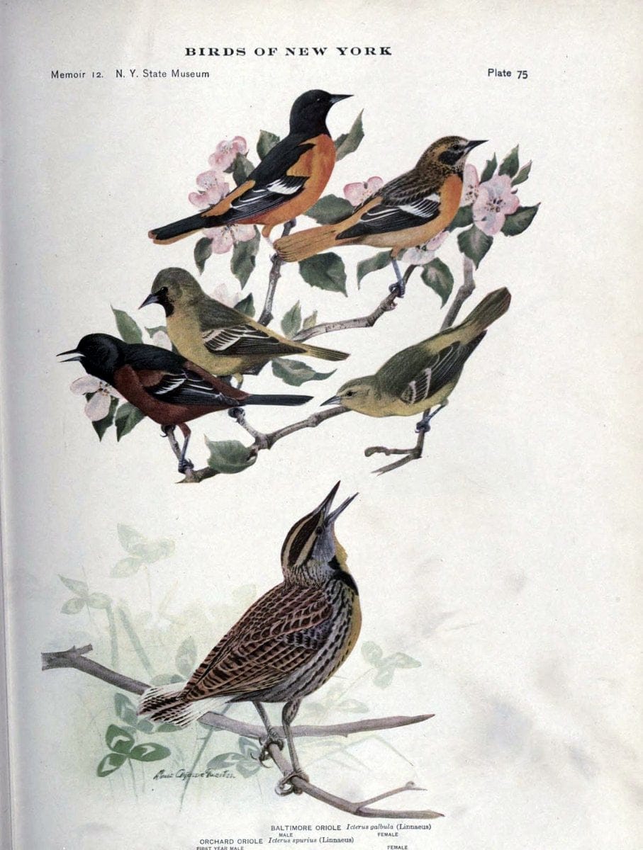 Birds of New York /.Albany :University of the State of New York,1910-1914.. |  | Vintage Print Reproduction 462762