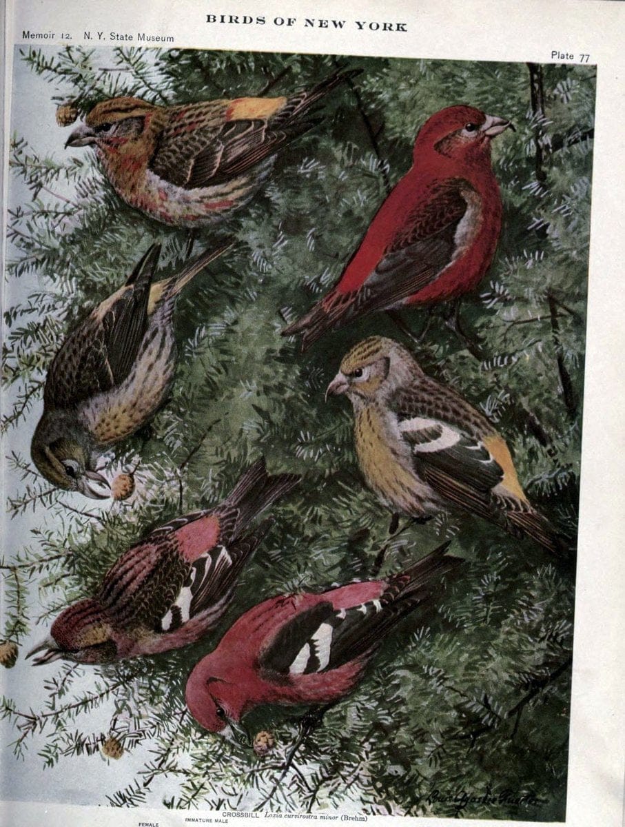 Birds of New York /.Albany :University of the State of New York,1910-1914.. |  | Vintage Print Reproduction 462764