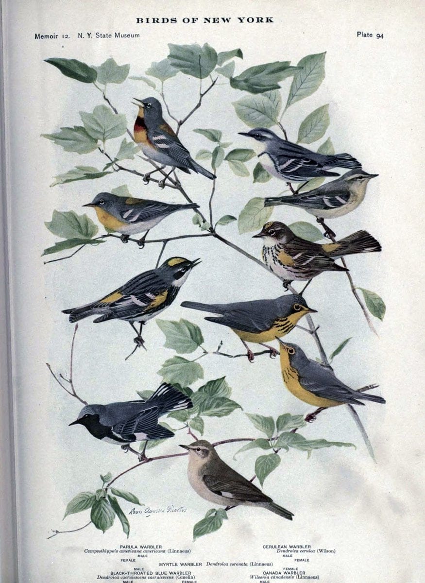 Birds of New York /.Albany :University of the State of New York,1910-1914.. |  | Vintage Print Reproduction 462781