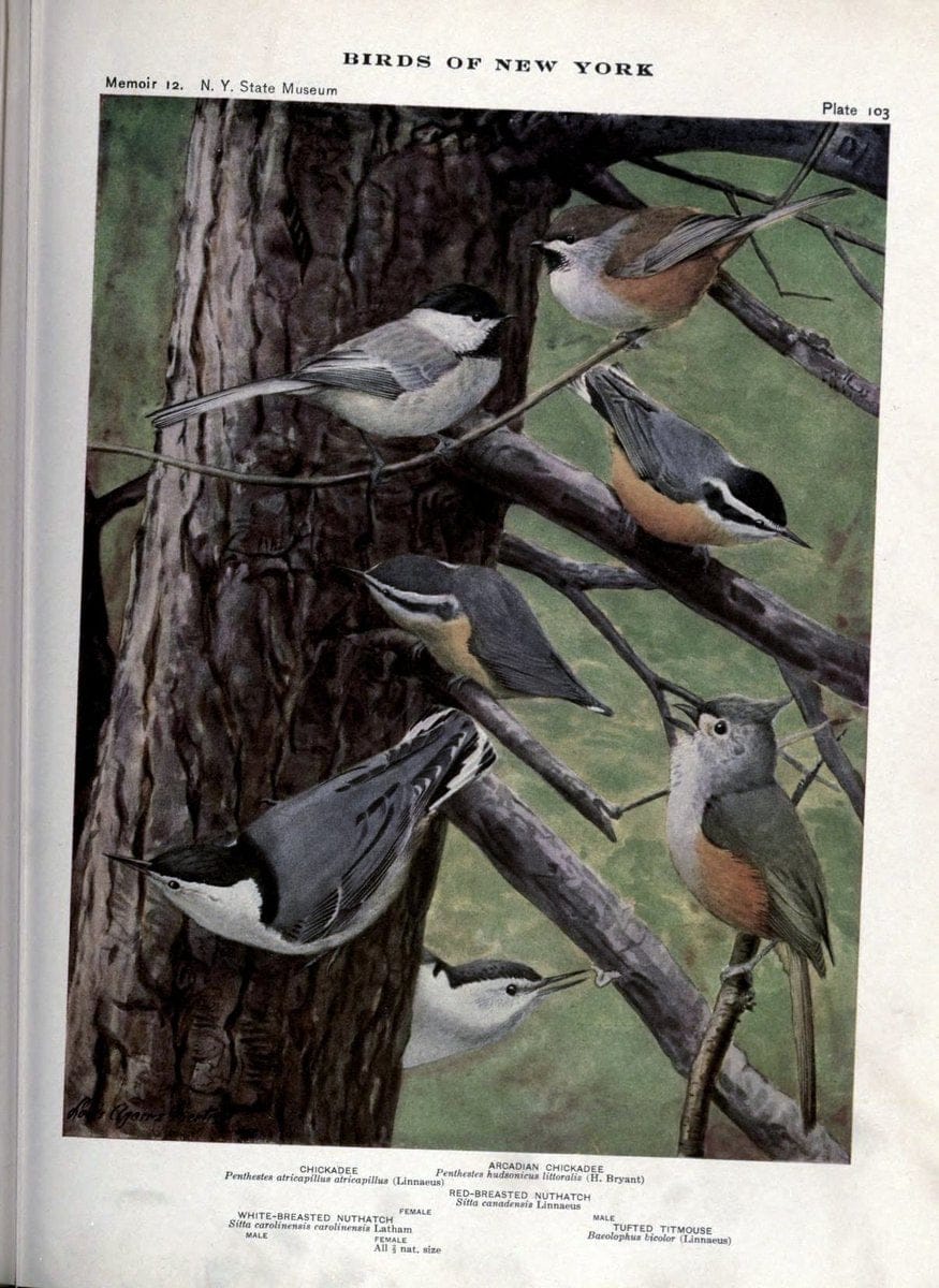 Birds of New York /.Albany :University of the State of New York,1910-1914.. |  | Vintage Print Reproduction 462790