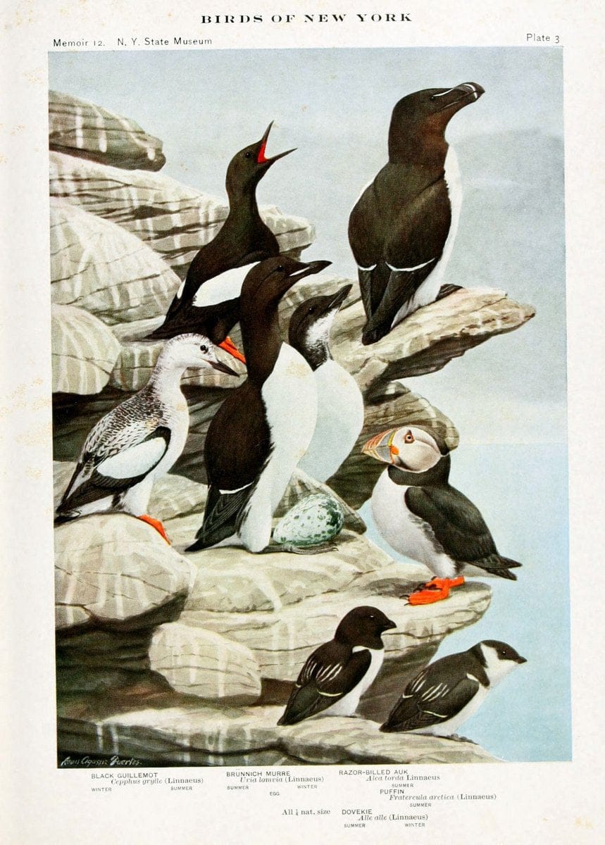 Birds of New York,.Albany,University of the State of New York,1910-14.  | Birds  | Vintage Print Reproduction 462796