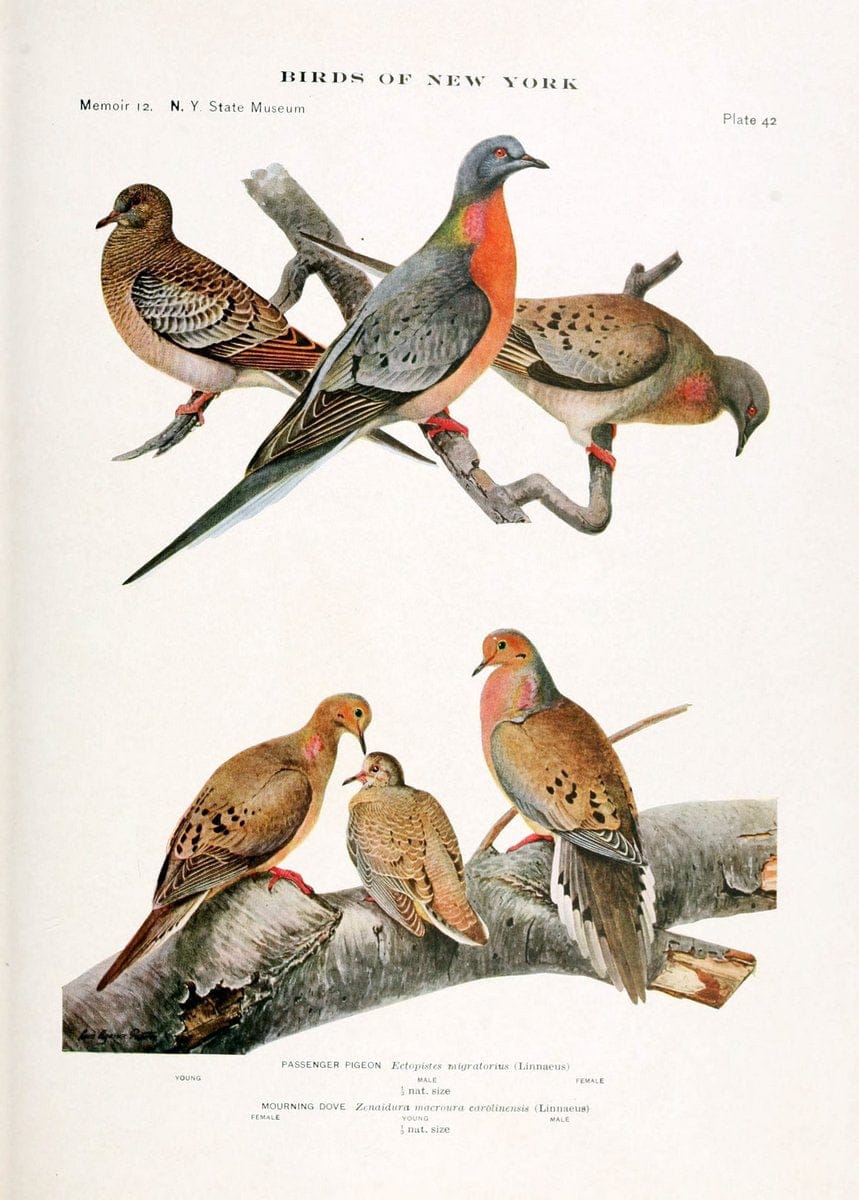 Birds of New York,.Albany,University of the State of New York,1910-14.  | Birds  | Vintage Print Reproduction 462807