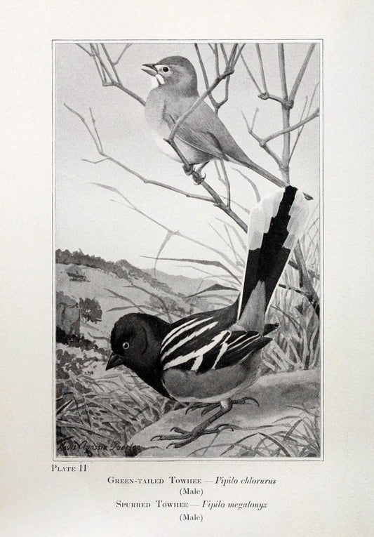 Birds of the Rockies,.Chicago,A. C. McClurg and co.,1902.  | 59.82(78) Birds Colorado "Rocky Mountains"  | Vintage Print Reproduction 462863