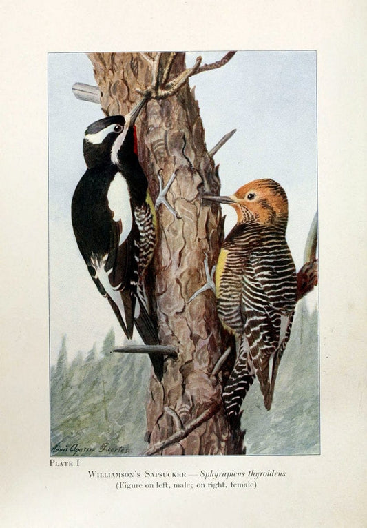 Birds of the Rockies,.Chicago,A. C. McClurg and co.,1902.  | 59.82(78) Birds Colorado "Rocky Mountains"  | Vintage Print Reproduction 462864