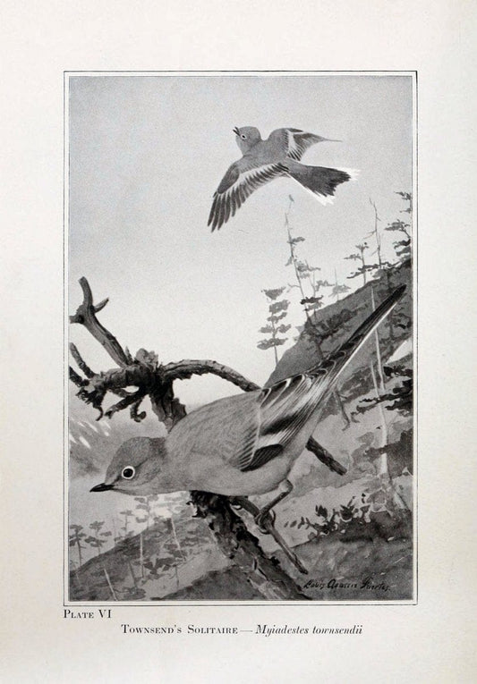Birds of the Rockies,.Chicago,A. C. McClurg and co.,1902.. |  | Vintage Print Reproduction 462867