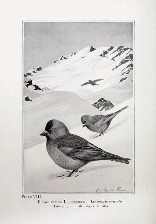 Birds of the Rockies,.Chicago,A. C. McClurg and co.,1902.. |  | Vintage Print Reproduction 462869