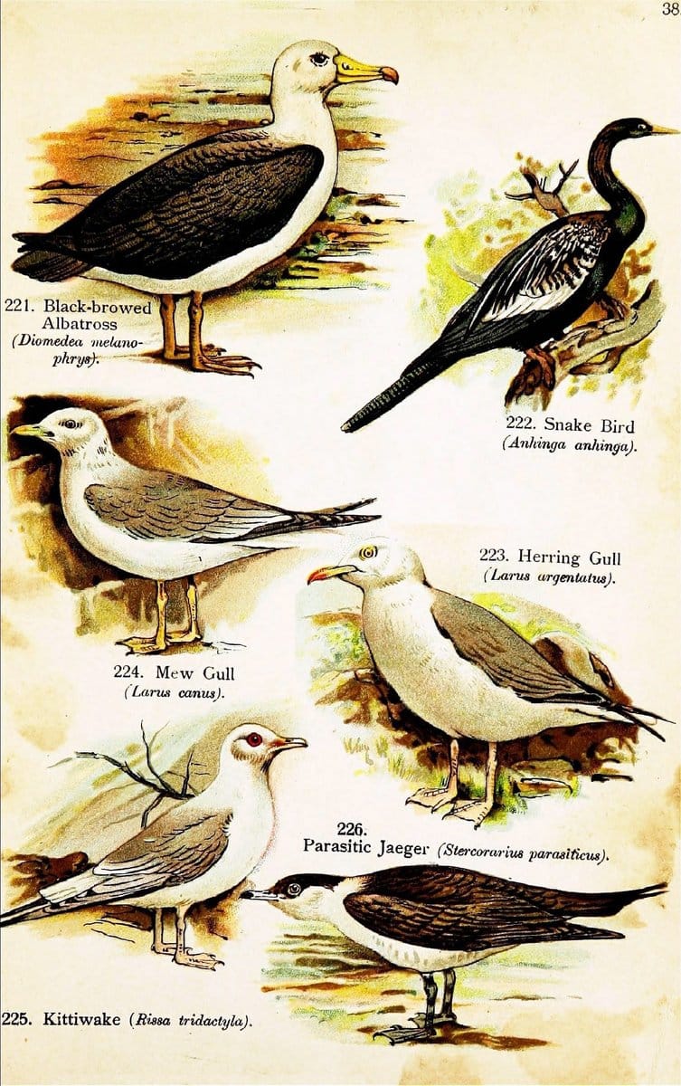 Birds of the world for young people,.New York,F.A. Stokes Company[1909]. |  | Vintage Print Reproduction 462887