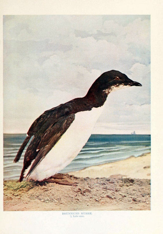 Birds and nature in natural colors. v.1.Chicago :A.W. Mumford, Publisher,1913-1914. | Vintage Print Reproduction 462993