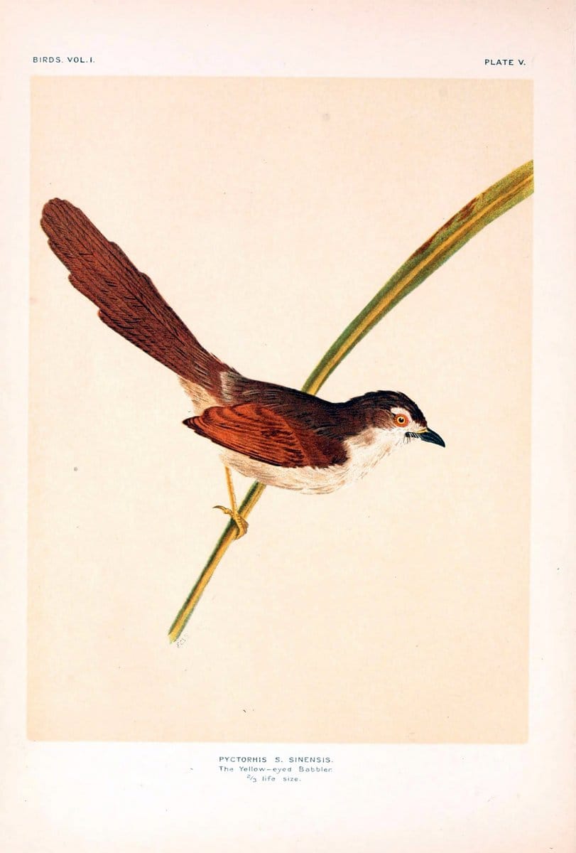 Birds /.London :Taylor & Francis,1924-28.  | Birds India | Vintage Print Reproduction 463026