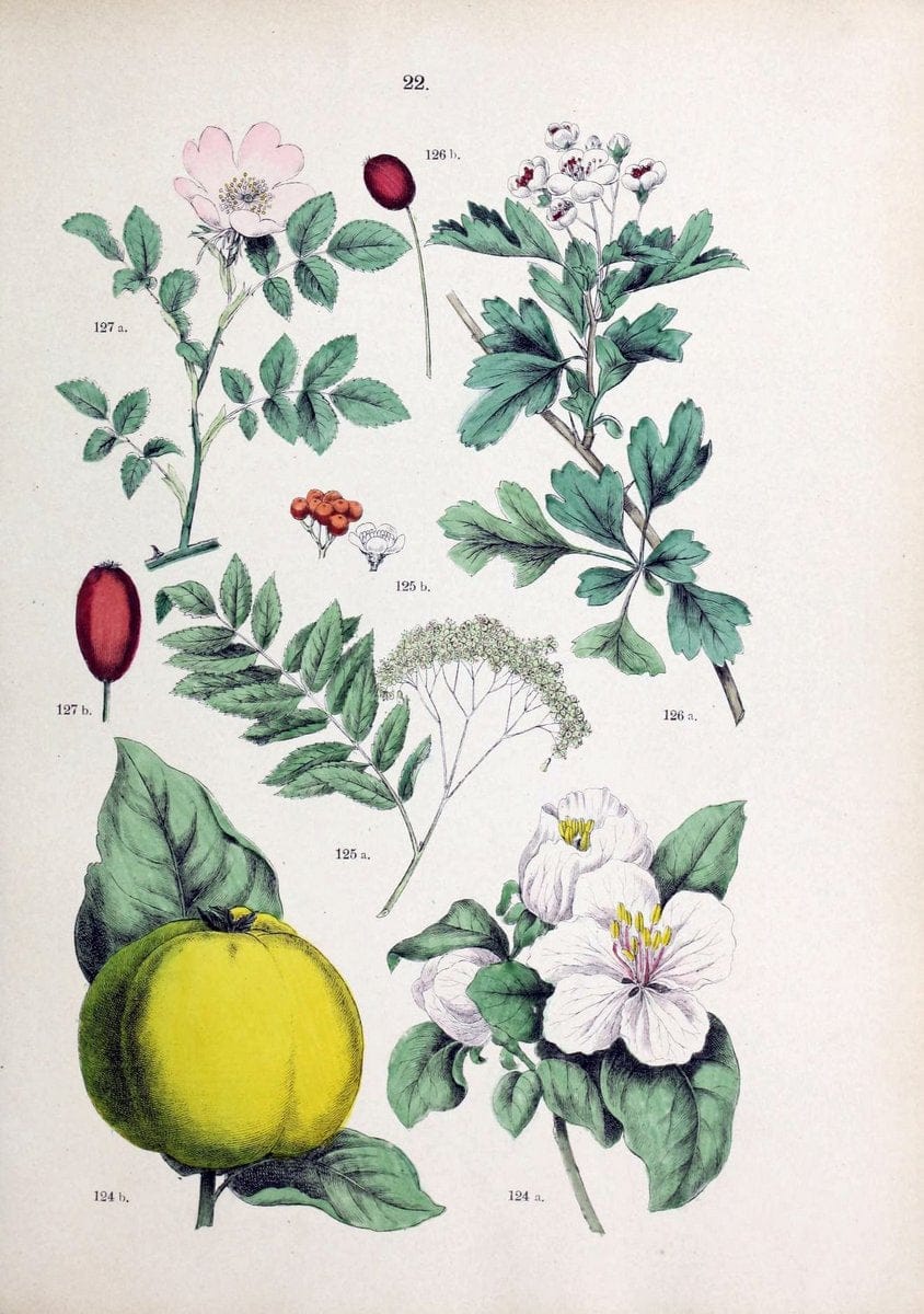 Botanischer bilder-atlas nach De Candolle's NatuÃŒË†rlichem pflanzensystem /.Stuttgart :Ju | Atlases Botany Classification Germany "Pictorial works" Plants | Vintage Print Reproduction 463094