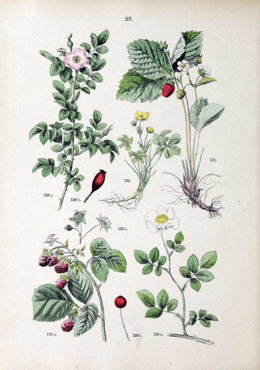 Botanischer bilder-atlas nach De Candolle's NatuÃŒË†rlichem pflanzensystem /.Stuttgart :Ju | Atlases Botany Classification Germany "Pictorial works" Plants | Vintage Print Reproduction 463095