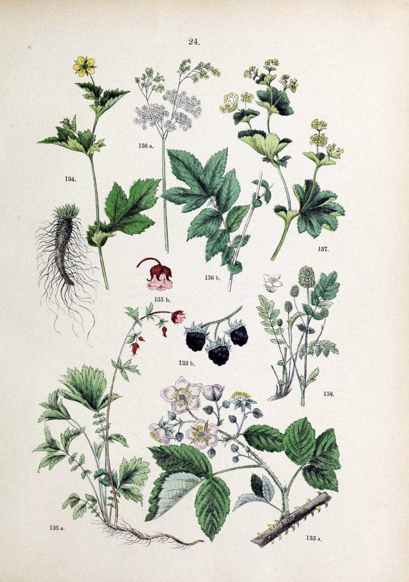 Botanischer bilder-atlas nach De Candolle's NatuÃŒË†rlichem pflanzensystem /.Stuttgart :Ju | Atlases Botany Classification Germany "Pictorial works" Plants | Vintage Print Reproduction 463096