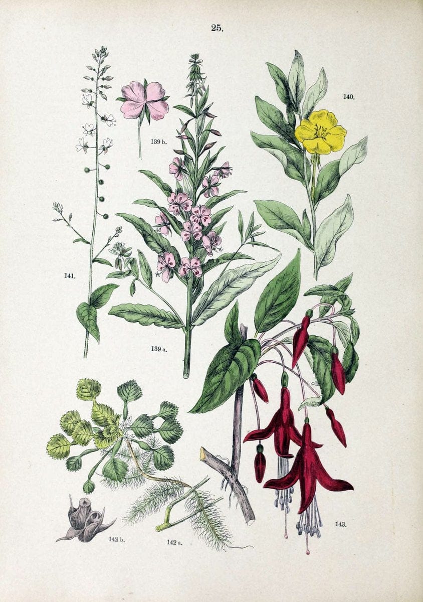 Botanischer bilder-atlas nach De Candolle's NatuÃŒË†rlichem pflanzensystem /.Stuttgart :Ju | Atlases Botany Classification Germany "Pictorial works" Plants | Vintage Print Reproduction 463097