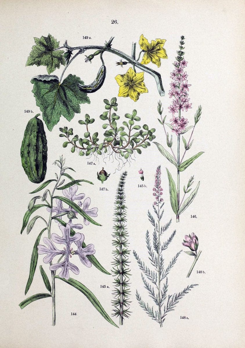 Botanischer bilder-atlas nach De Candolle's NatuÃŒË†rlichem pflanzensystem /.Stuttgart :Ju | Atlases Botany Classification Germany "Pictorial works" Plants | Vintage Print Reproduction 463098