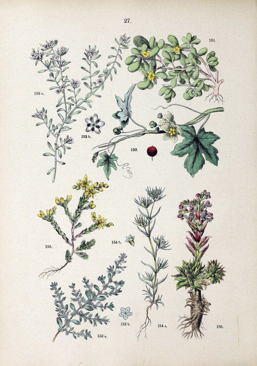 Botanischer bilder-atlas nach De Candolle's NatuÃŒË†rlichem pflanzensystem /.Stuttgart :Ju | Atlases Botany Classification Germany "Pictorial works" Plants | Vintage Print Reproduction 463099