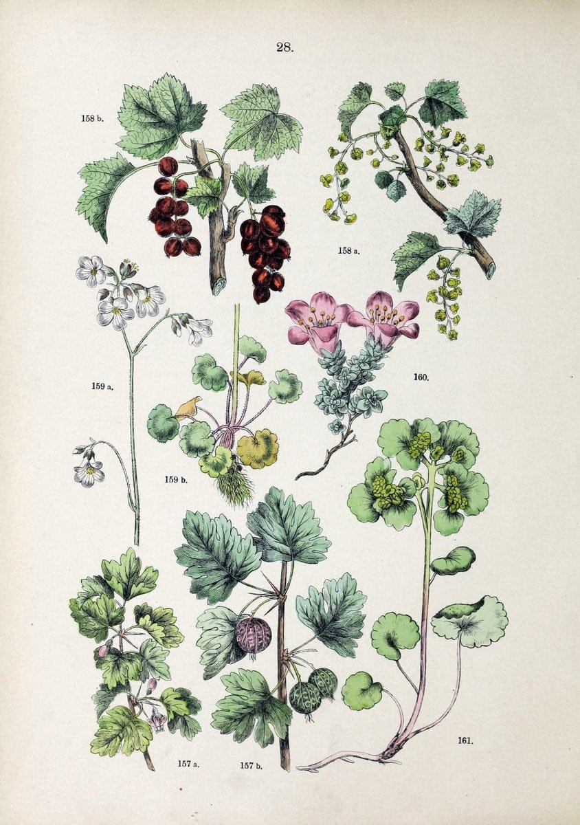 Botanischer bilder-atlas nach De Candolle's NatuÃŒË†rlichem pflanzensystem /.Stuttgart :Ju | Atlases Botany Classification Germany "Pictorial works" Plants | Vintage Print Reproduction 463100