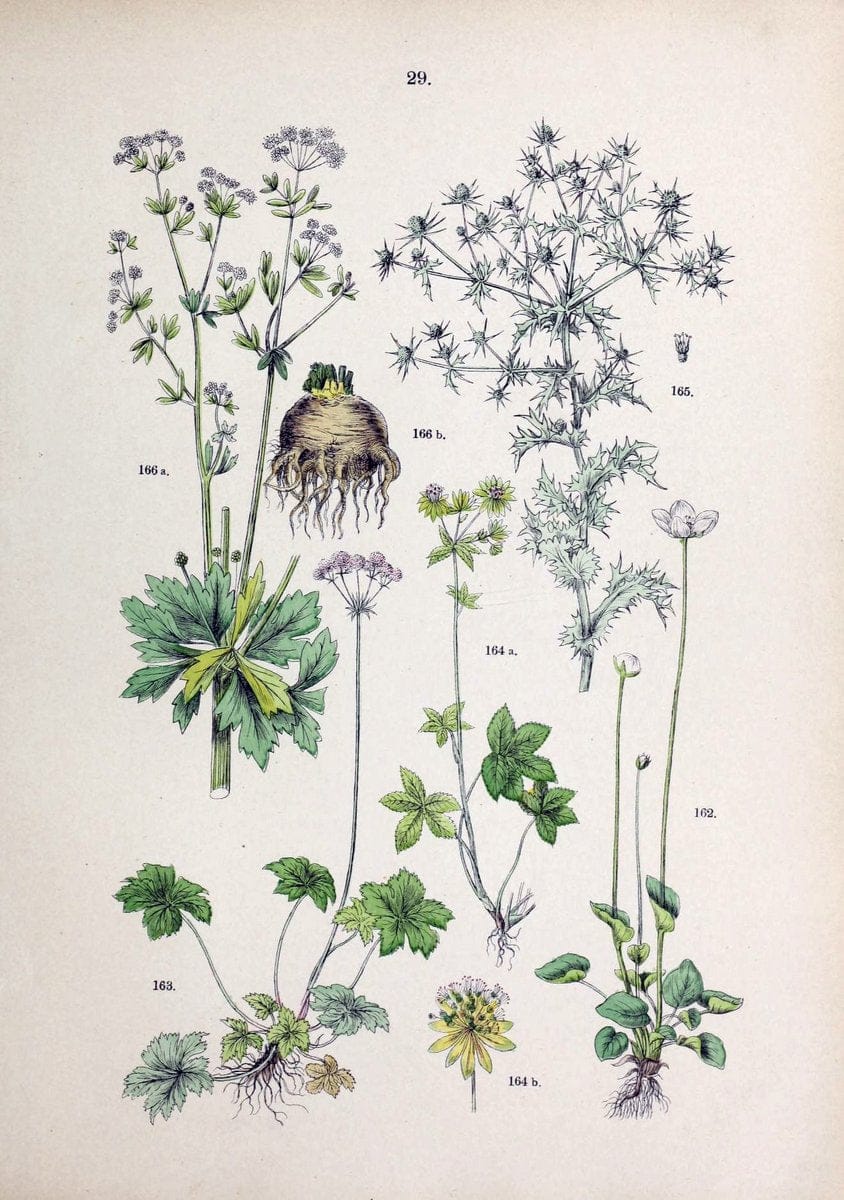 Botanischer bilder-atlas nach De Candolle's NatuÃŒË†rlichem pflanzensystem /.Stuttgart :Ju | Atlases Botany Classification Germany "Pictorial works" Plants | Vintage Print Reproduction 463101