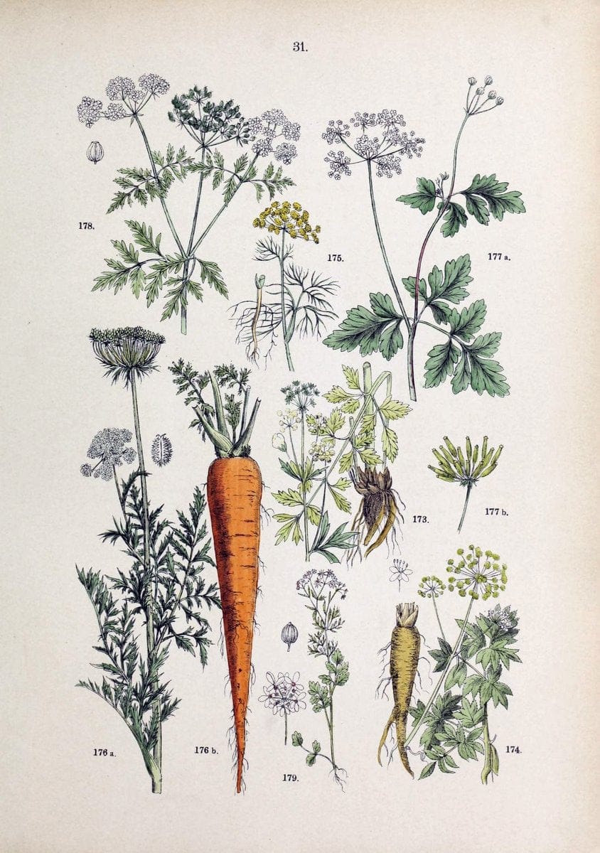 Botanischer bilder-atlas nach De Candolle's NatuÃŒË†rlichem pflanzensystem /.Stuttgart :Ju | Atlases Botany Classification Germany "Pictorial works" Plants | Vintage Print Reproduction 463103