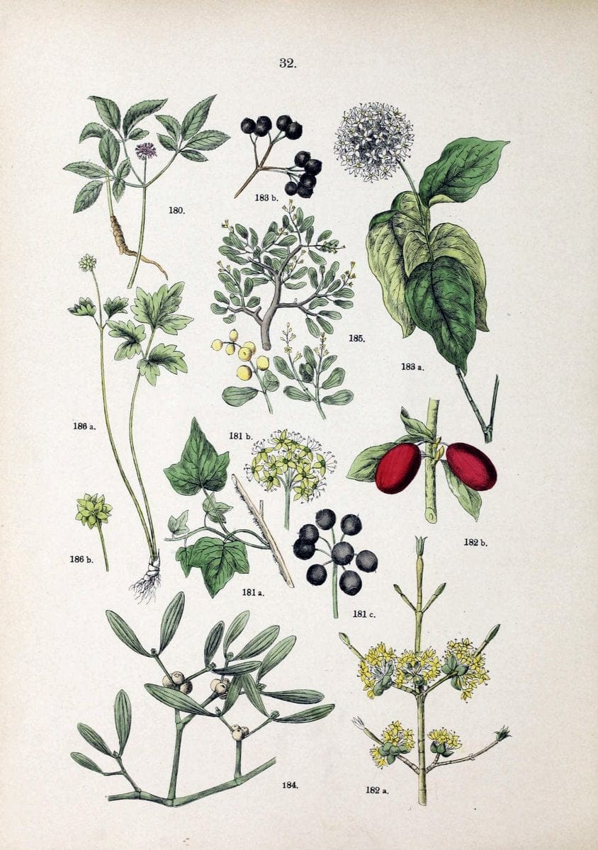 Botanischer bilder-atlas nach De Candolle's NatuÃŒË†rlichem pflanzensystem /.Stuttgart :Ju | Atlases Botany Classification Germany "Pictorial works" Plants | Vintage Print Reproduction 463104