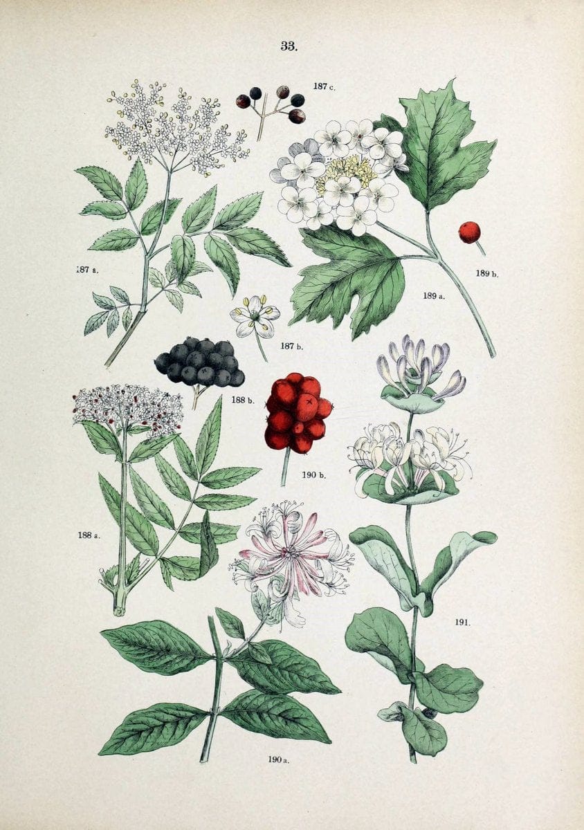 Botanischer bilder-atlas nach De Candolle's NatuÃŒË†rlichem pflanzensystem /.Stuttgart :Ju | Atlases Botany Classification Germany "Pictorial works" Plants | Vintage Print Reproduction 463105