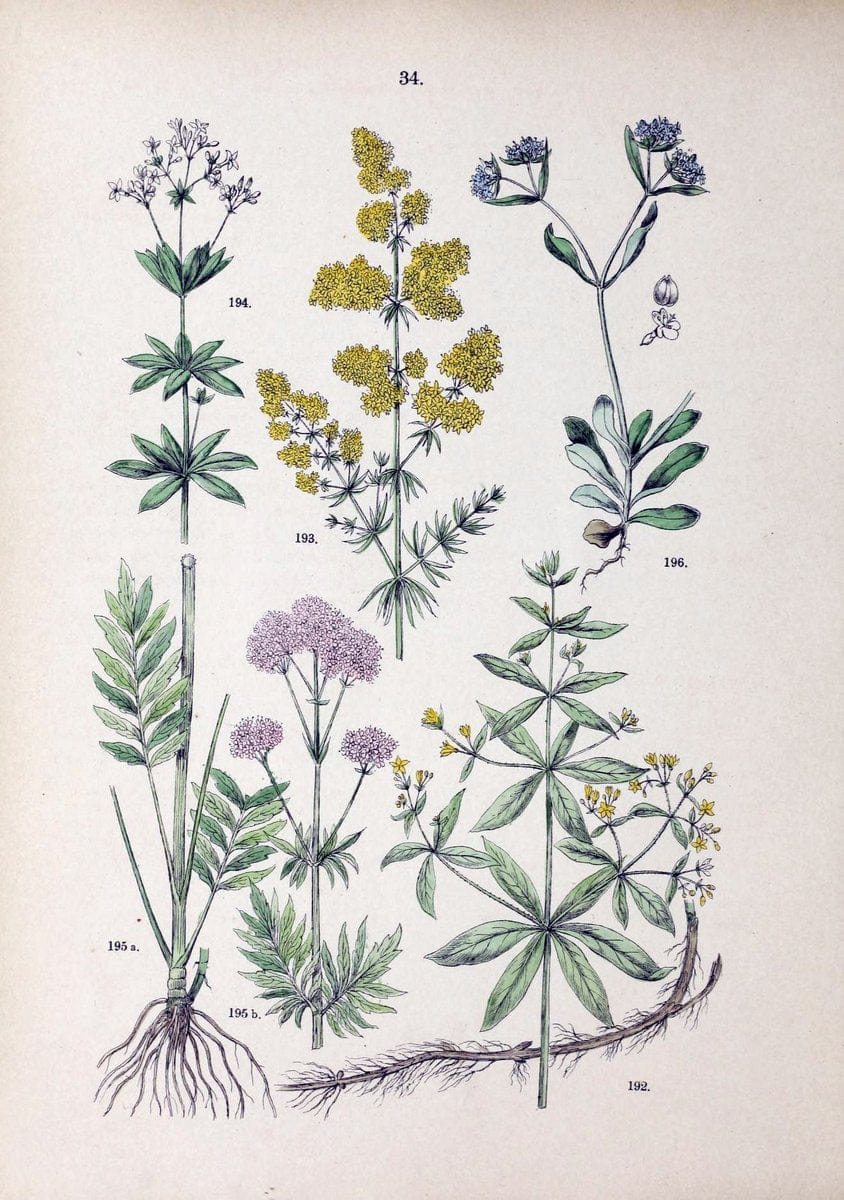 Botanischer bilder-atlas nach De Candolle's NatuÃŒË†rlichem pflanzensystem /.Stuttgart :Ju | Atlases Botany Classification Germany "Pictorial works" Plants | Vintage Print Reproduction 463106