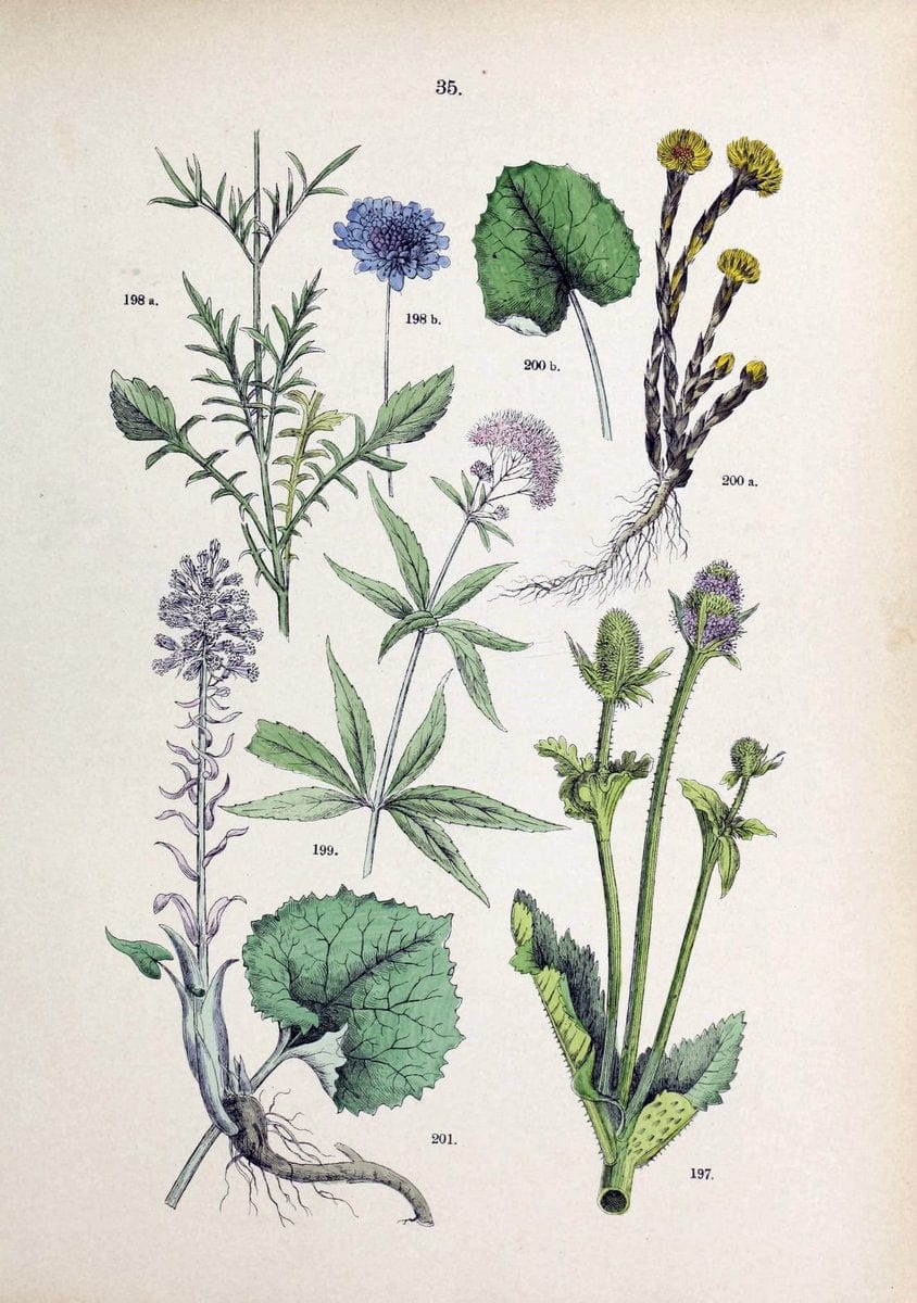 Botanischer bilder-atlas nach De Candolle's NatuÃŒË†rlichem pflanzensystem /.Stuttgart :Ju | Atlases Botany Classification Germany "Pictorial works" Plants | Vintage Print Reproduction 463107