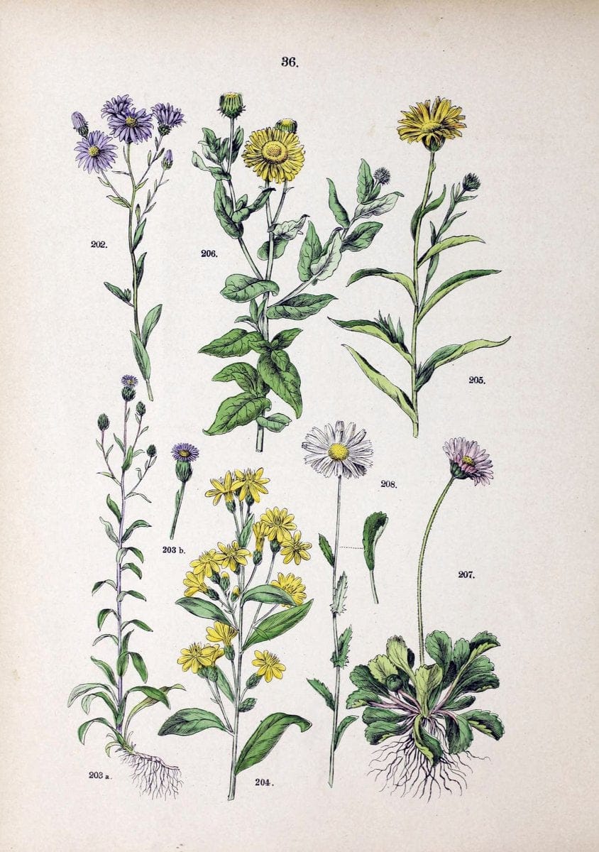 Botanischer bilder-atlas nach De Candolle's NatuÃŒË†rlichem pflanzensystem /.Stuttgart :Ju | Atlases Botany Classification Germany "Pictorial works" Plants | Vintage Print Reproduction 463108