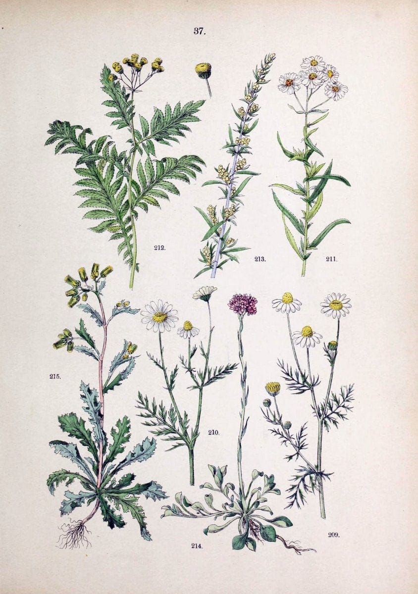 Botanischer bilder-atlas nach De Candolle's NatuÃŒË†rlichem pflanzensystem /.Stuttgart :Ju | Atlases Botany Classification Germany "Pictorial works" Plants | Vintage Print Reproduction 463109