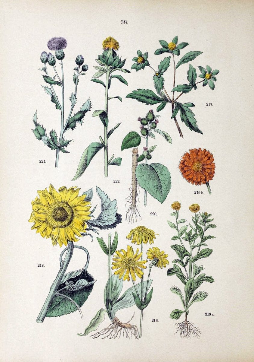 Botanischer bilder-atlas nach De Candolle's NatuÃŒË†rlichem pflanzensystem /.Stuttgart :Ju | Atlases Botany Classification Germany "Pictorial works" Plants | Vintage Print Reproduction 463110