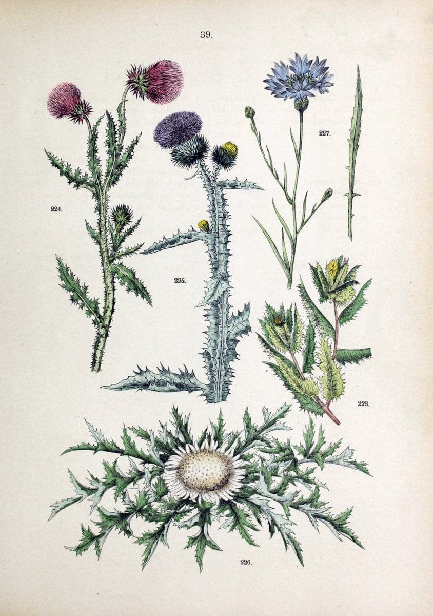 Botanischer bilder-atlas nach De Candolle's NatuÃŒË†rlichem pflanzensystem /.Stuttgart :Ju | Atlases Botany Classification Germany "Pictorial works" Plants | Vintage Print Reproduction 463111