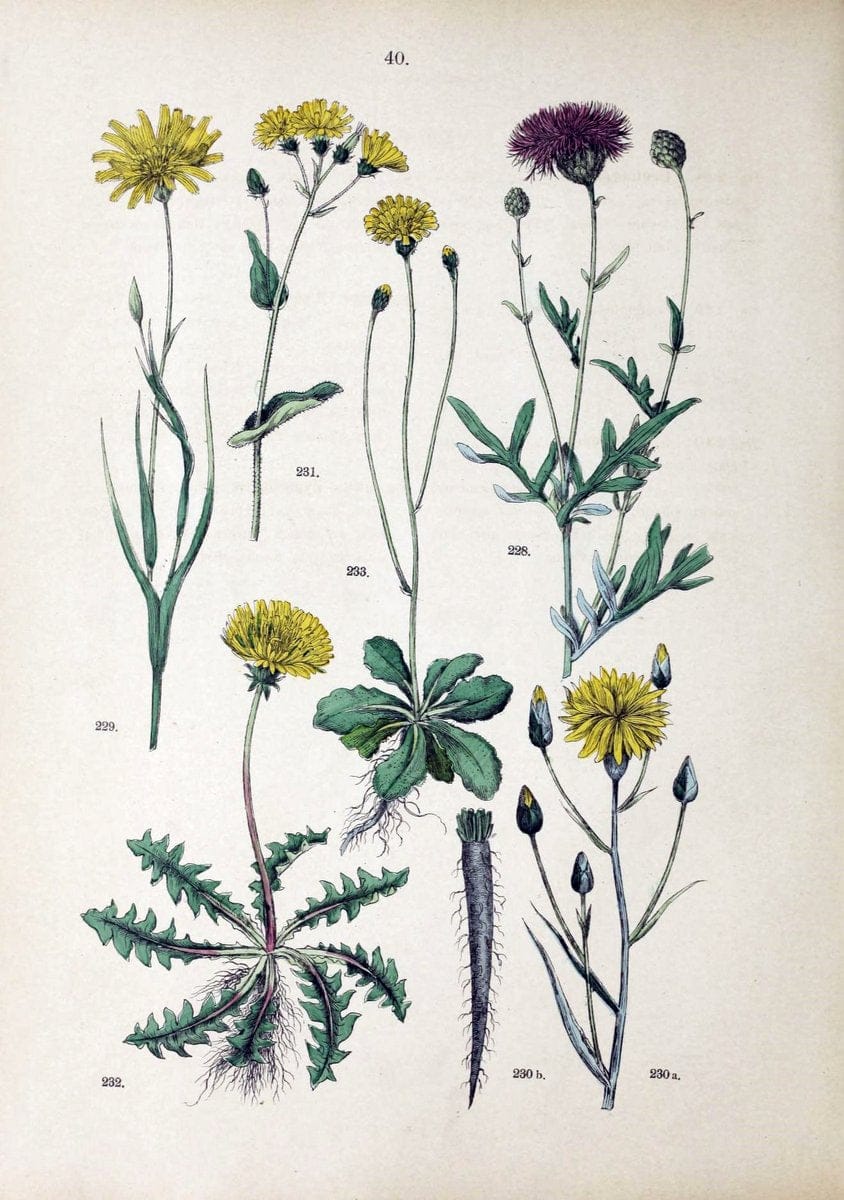 Botanischer bilder-atlas nach De Candolle's NatuÃŒË†rlichem pflanzensystem /.Stuttgart :Ju | Atlases Botany Classification Germany "Pictorial works" Plants | Vintage Print Reproduction 463112